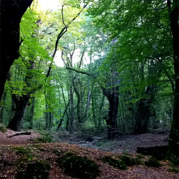 معجزه فرکانس سفید درباره